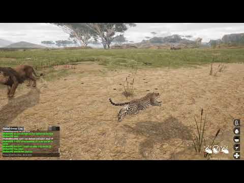 Animalia Survival Leopard - Contesting An Elder Lion