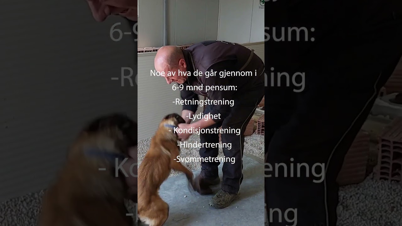 Norsk Folkehjelp Ansett en minehund Amund - Berggård Amundsen