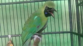 Download lagu CUCAK IJO BANYUWANGI : Perbedaan cucak ijo Banyuwangi,Jember,Kalimantan mp3