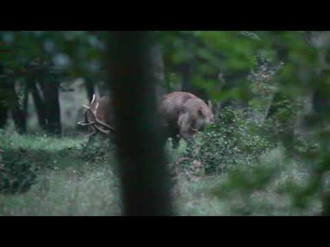 Combats de cerfs forêt de Fontainebleau - 2021