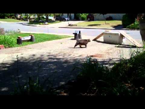 Tripper the Amazing Agility Cat