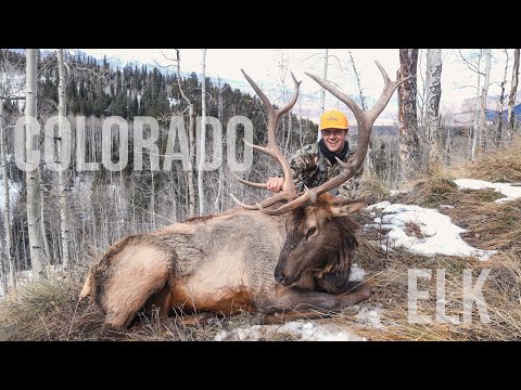 Colorado 2023 2. Gewehr-OTC-Jagd auf öffentlichem Land auf Elchbullen