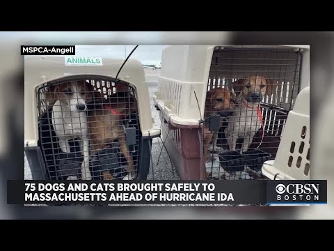 75 Dogs And Cats Brought Safely To Massachusetts Ahead Of Hurricane Ida