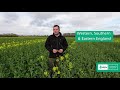 oilseed rape and the impact of phoma in the uk