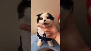 He Has The Happiest Smile 😂