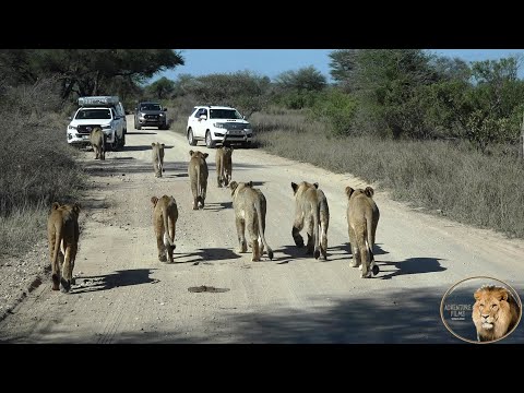 The BEST LION SIGHTING EVER In Kruger Park - The N'wanetsi Lion Pride