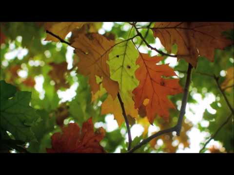 2014  DCE PROMO   THE COMPANY