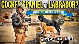 English Working Cocker Spaniel vs British Field Labrador Retriever | Which One Is Right For You