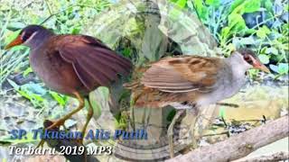 SP. TIKUSAN ALIS PUTIH__Terbaru 2019 MP3