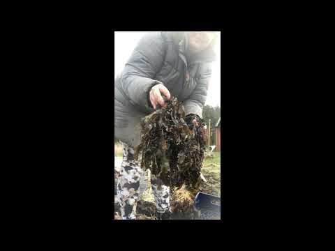 Jordförbättra med tång