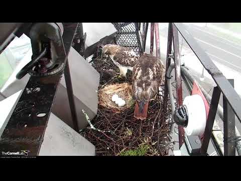 Arthur Delivers Rat to Big Red and Takes Over Incubation, #CornellHawks | Red-tailed Hawk Cam