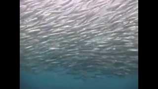 preview picture of video 'Diving Nuweiba, Sardine Run 2010 Morgana Bay Dive Lodge'