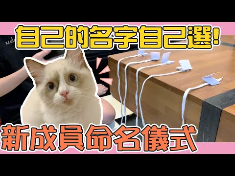 寵物名
