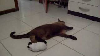 Bola de Meia (Sock-Filled Ball) Music Video