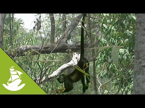 image-What animal hangs upside down with his tail?