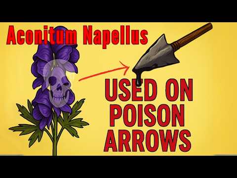 This Pretty Flower Can Stop Your Heart in Minutes! Aconitum Napellus