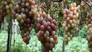 preview picture of video 'Parreiras de uvas, uva benitaka, Produtores, Tupi Paulista,'