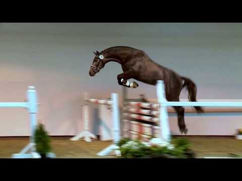 Coupe de Coeure x Carry Gold x Laurion