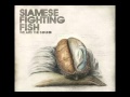 Gods On TV - Siamese Fighting Fish 