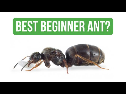 How To Care for Lasius Niger