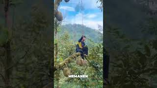 Download lagu Relaxingly climbing a tall durian tree #durian #dangerous #agriculture mp3 Download lagu Relaxingly climbing a tall durian tree #durian #dangerous #agriculture mp3