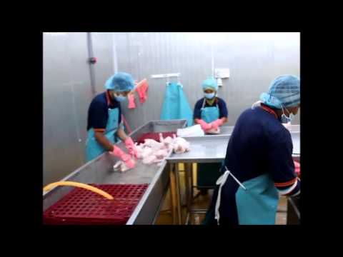 download lagu mp3 mp4 What Is Sakura Chicken, download lagu What Is Sakura Chicken gratis, unduh video klip What Is Sakura Chicken