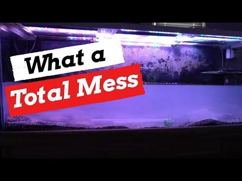 Aquarium Water Clarity [TIME LAPSE SEACHEM PURIGEN TREATMENT!] - Did it Work?