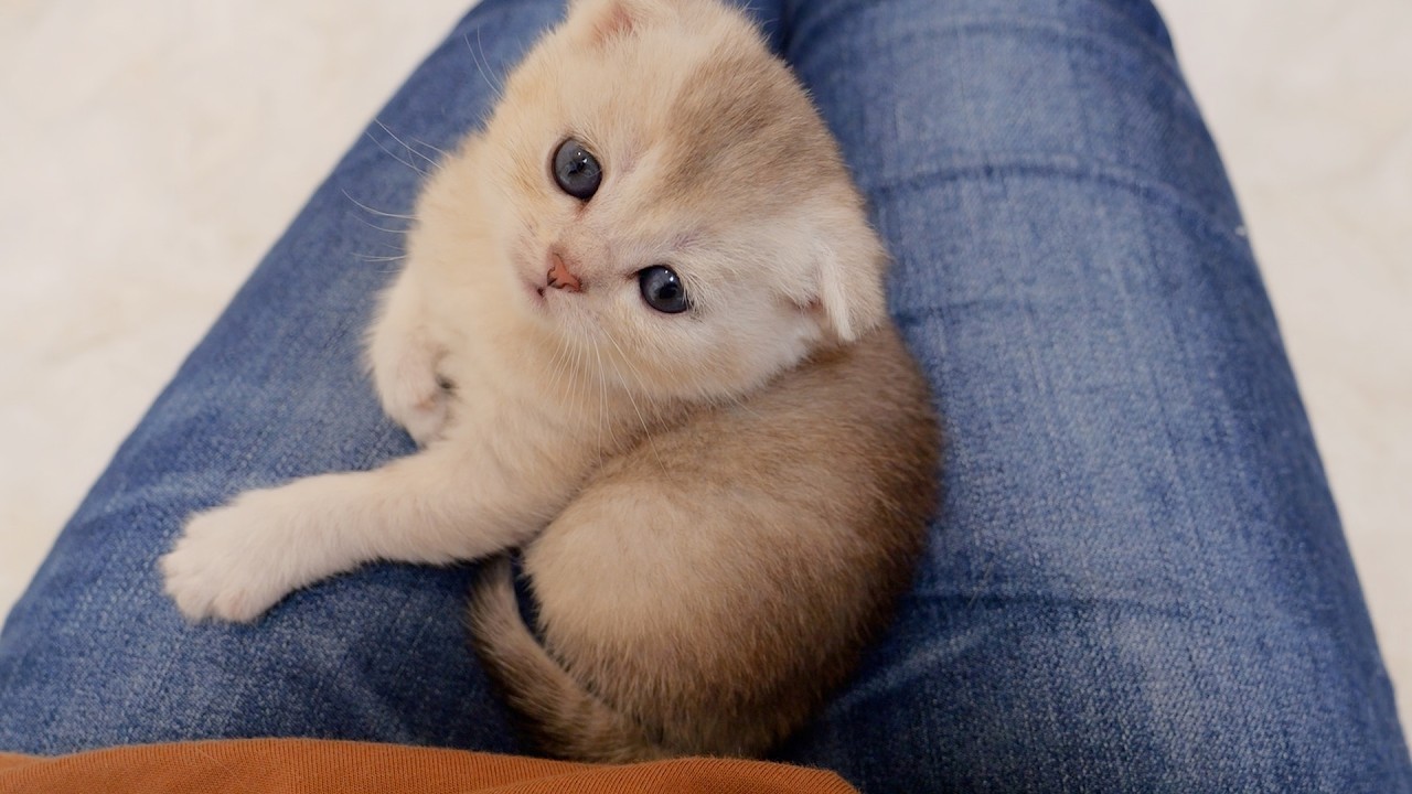 This kitten falling asleep on its owner's lap was just too cute!