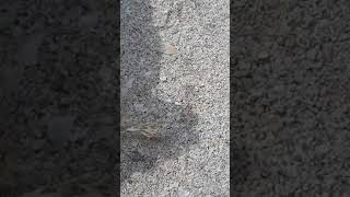 قبقب او سلطعون او سرطان البحر crab اشتركوا بقناتنا وشوفوا جديدنا