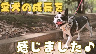 苦手なドッグランに行ったけど愛犬に変化がありました！😳💦