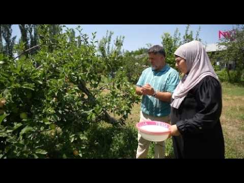 GƏZƏK GÖRƏK: LƏZZƏT OVÇUSU UZUNOBA KƏNDİNDƏ 30.07.2026