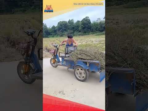 Khi anh em nhà ngốc thu hoạch vụ mùa 🤣🤣 #shorts #haihuoc #funny #giaitri #haihuocvuinhon