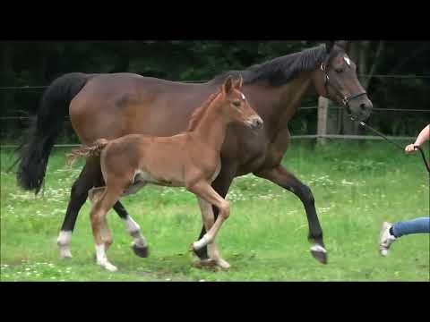 Hengst von Fürst Samarant aus Rubinstein