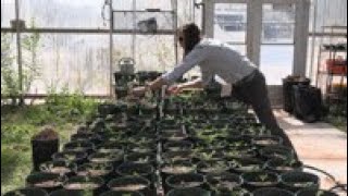 Biocontrol of Puncturevine