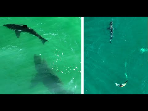 Incredible! Sea Lion Chases Great White Shark