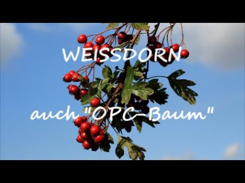 🦋HEILkräuter aus Gottes Apotheke: Weissdorn oder DER OPC-Baum, vielfältige Wirkbereiche