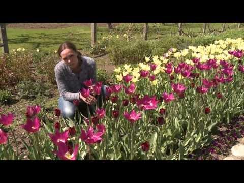 Plantera tulpanlökar med Vellingeblomman