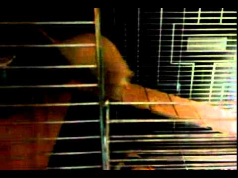 "Ja z nim nie będę spała" - szczuras :D