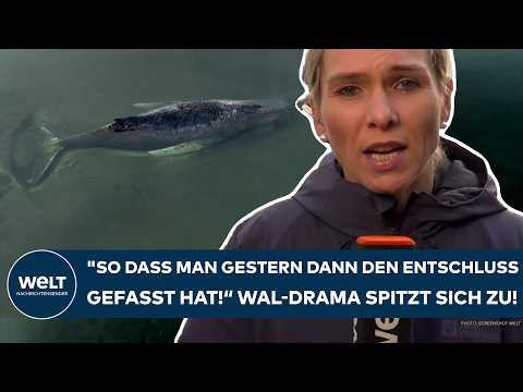 Video Thumbnail: OSTSEE: Drama um den gestrandeten Buckelwal! "So dass man gestern dann den Entschluss getroffen hat"