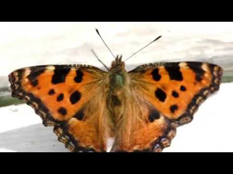 Ecologyk x Faustino Beats - Cinza pt.1 (Lyric Video)