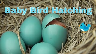 Baby Bird Hatching