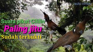Download lagu Suara pikat cililin. paling jitu sudah terbukti hasilnya... mp3