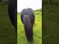 Best Horse Farts Horse Funnyhorse Fart Funny Animals Trending Viralvideo Fartsoundeffect