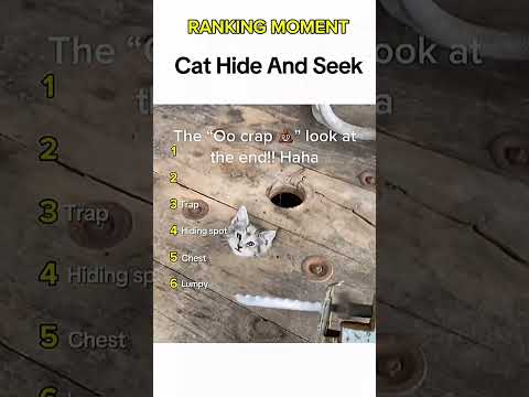 Cat being idiots part 70: Cat hide and seek 🤣 #funnycat #funnypet #cutecat #cat #pets #shorts