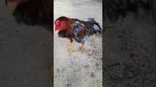 Download lagu Ayam klawu super joss mp3