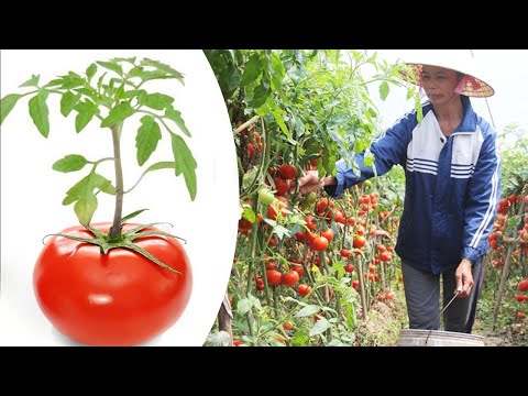 , title : 'How to grow Tomatoes at home | Tomato growing tips | Bear's garden'