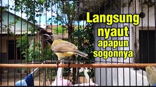 Download lagu Anti GAGAL merangsang bunyi SOGON bahan, Suara SOGON ngriwik narung  mp3