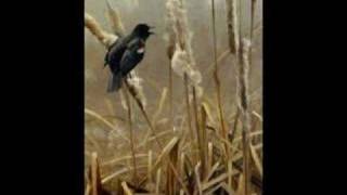 "Blackbird" - Jeff Beck