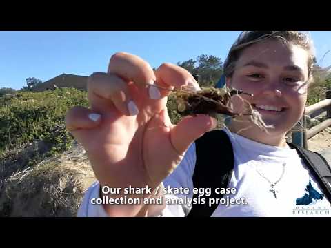 A Year in the Life of the Oceans Research Internship - 2018/2019