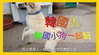 preview picture of video '韓國人和韓國小狗一起玩 | 韓國人在韓國旅行'